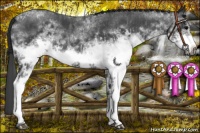 Horse Color:White Spotted Blue Roan Rabicano  and White Spotted Blue Roan Frame Rabicano 