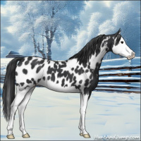 Horse Color:Black Splash Appaloosa 