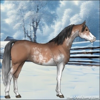 Horse Color:Bay Sabino 