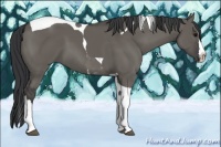 Horse Color:Grullo Splash Tobiano 