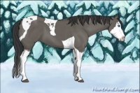 Horse Color:Grullo Splash Tobiano 