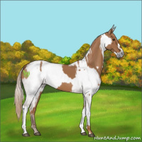Horse Color:Chestnut  and Gray Chestnut 