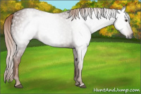 Horse Color:Gray Chestnut