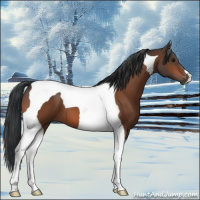 Horse Color:Bay Tobiano 