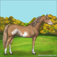 Horse Color:Chestnut Splash Frame  and Chestnut Frame 