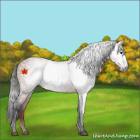 Horse Color:Gray Bay 