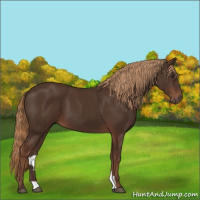 Horse Color:Liver Chestnut 