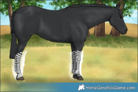 Horse Color:Black 