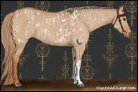 Horse Color:Red Dun Appaloosa and Red Dun