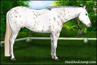 Horse Color:Red Dun Appaloosa  and Gray Red Dun Appaloosa 