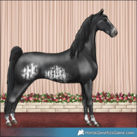 Horse Color:Black  and Black Frame 