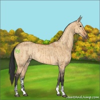 Horse Color:Bay Dun  and Bay Dun 
