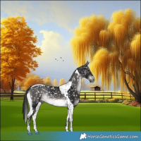 Horse Color:Gray Platinum Brown Dun Tobiano Appaloosa Rabicano  and Gray Platinum Brown Tobiano Appaloosa Rabicano 