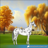 Horse Color:Gray Platinum Brown Dun Tobiano Appaloosa Rabicano  and Gray Platinum Brown Tobiano Appaloosa Rabicano 