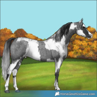 Horse Color:Blue Roan Sabino Splash and Blue Roan Sabino Splash Frame
