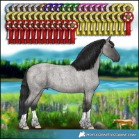 Horse Color:Grullo Roan 