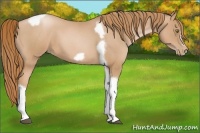 Horse Color:Red Roan Pearl Tobiano Frame 