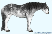 Horse Color:Gray White Spotted Black and Gray White Spotted Black