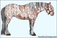 Horse Color:Bay Sabino Rabicano  and Gray Bay Sabino Rabicano 