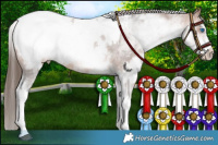 Horse Color:White Spotted Bay Frame Appaloosa Rabicano and White Spotted Bay Appaloosa Rabicano
