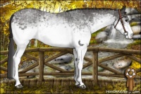 Horse Color:White Spotted Blue Roan Rabicano  and White Spotted Smoky Blue Roan Rabicano 