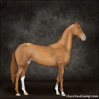 Horse Color:Gray Gold Champagne
