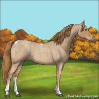 Horse Color:Red Roan Tobiano 