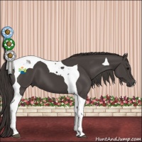 Horse Color:Smoky Black Tobiano 