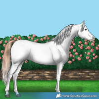 Horse Color:Black Appaloosa Rabicano 