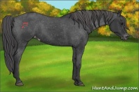 Horse Color:Black Appaloosa Rabicano 