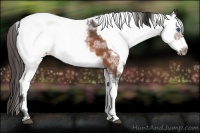 Horse Color:White Spotted Bay Frame Snowcap Rabicano  and White Spotted Bay Frame Snowcap Rabicano 