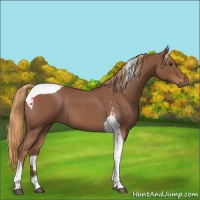 Horse Color:Red Roan Tobiano 
