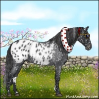 Horse Color:Blue Roan Appaloosa