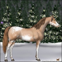 Horse Color:Bay Pearl Tobiano Frame Snowcap Rabicano  and Bay Pearl Sabino Frame Snowcap Rabicano 