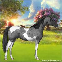 Horse Color:Blue Roan Tobiano 