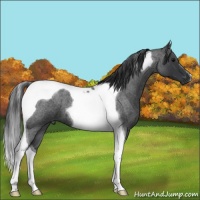 Horse Color:Blue Roan Tobiano