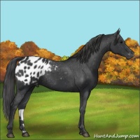 Horse Color:Black Appaloosa Rabicano 