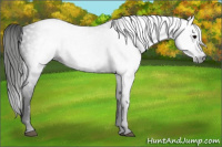 Horse Color:Gray Black 