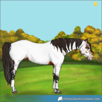 Horse Color:Bay Near Fewspot Rabicano  and Gray Bay Frame Near Fewspot Rabicano 