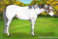 Horse Color:White Spotted Bay Frame Near Fewspot Rabicano  and White Spotted Bay Splash Frame Near Fewspot Rabicano 