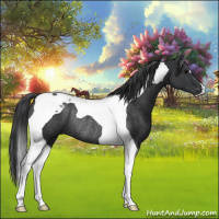 Horse Color:Black Tobiano Rabicano 