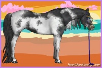 Horse Color:Black Tobiano Frame 