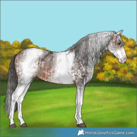Horse Color:White Spotted Brown Rabicano  and White Spotted Bay Rabicano 