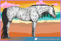 Horse Color:Black Appaloosa Rabicano 
