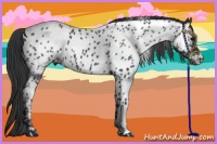 Horse Color:Black Appaloosa Rabicano 