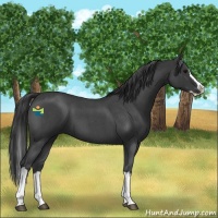Horse Color:Blue Roan Splash 