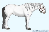 Horse Color:White Spotted Bay Frame Varnish Rabicano  and White Spotted Bay Frame Varnish Rabicano 