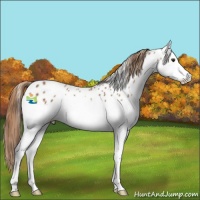 Horse Color:Chestnut Splash Appaloosa 