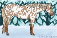 Horse Color:Red Dun Appaloosa 