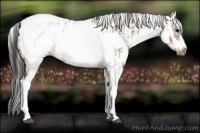 Horse Color:White Spotted Bay Frame Appaloosa Rabicano and White Spotted Bay Splash Frame Appaloosa Rabicano